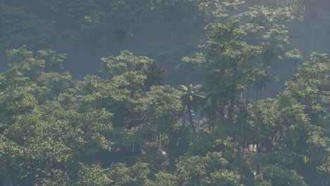 Fog-covered-jungle-rainforest-landscape
